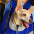Outdoor Pet Dog Carrier Bag Backpack